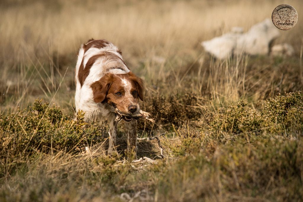 CH. Pt bono de lobão da beira