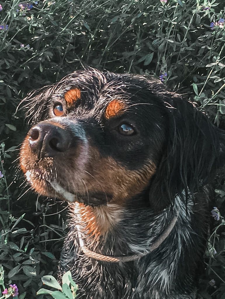 Piu bella Do Coração Leal