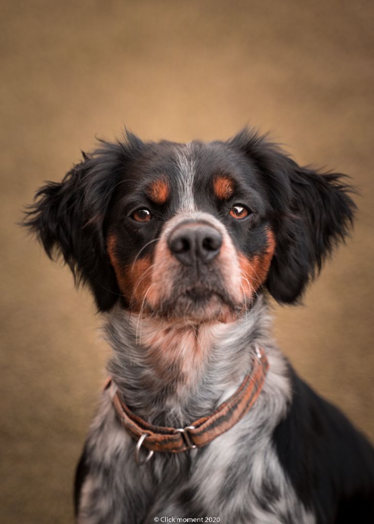 Petit queen Do Coração Leal