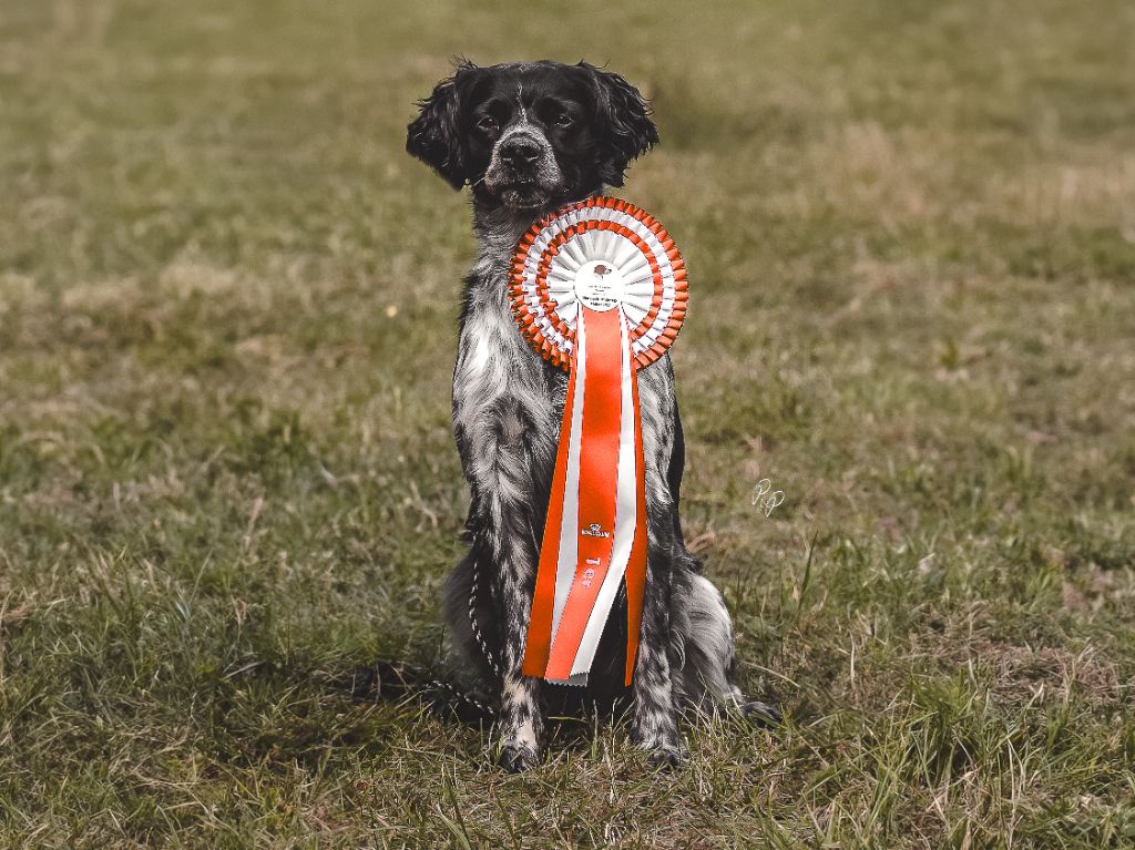 CH. Prince on the hunt Do Coração Leal
