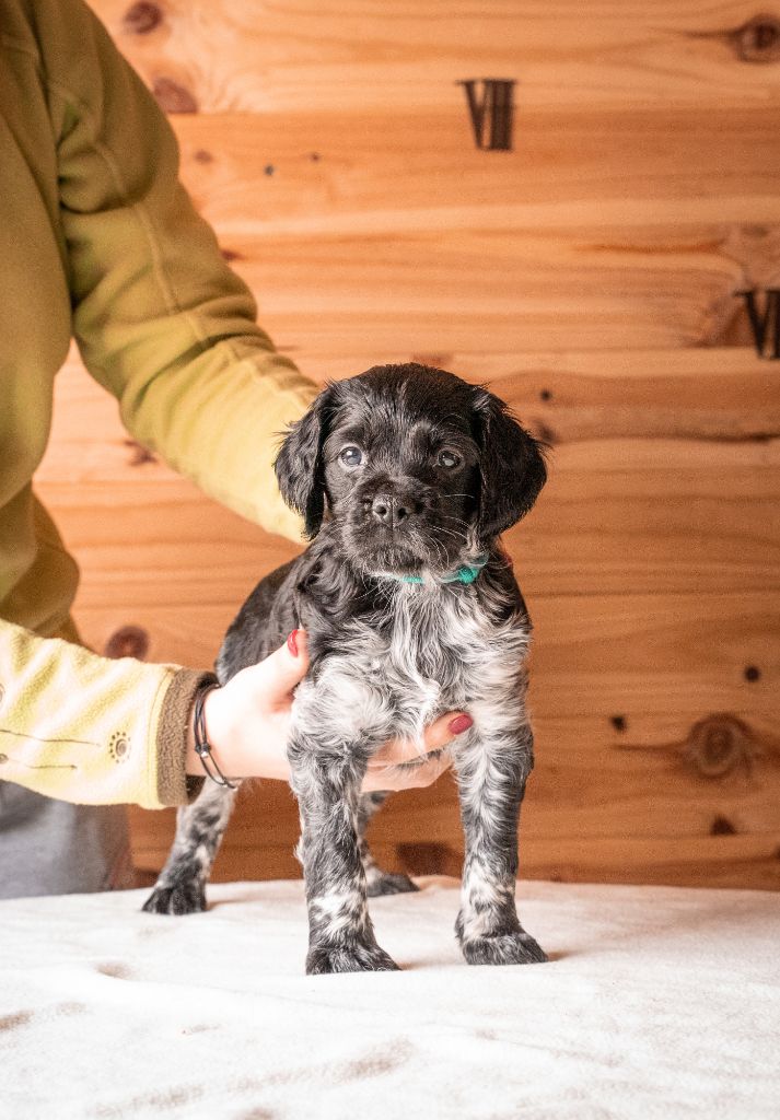 Do Coração Leal - Epagneul Breton - Portée née le 10/03/2019